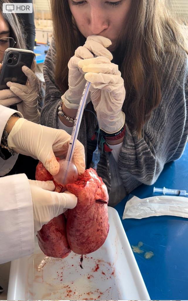 Enpetrol2016's tweet photo. Hoy los alumnos de 3º de la ESO han realizado una práctica de disección de pulmón de cordero, donde han podido comprobar de forma experimental la parte de la anatomía del aparato respiratorio.
¡Buen trabajo chicos!

#inmaculadaenpetrolmola https://t.co/sN7dEiExhM