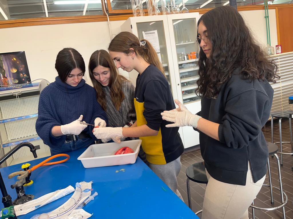 Enpetrol2016's tweet photo. Hoy los alumnos de 3º de la ESO han realizado una práctica de disección de pulmón de cordero, donde han podido comprobar de forma experimental la parte de la anatomía del aparato respiratorio.
¡Buen trabajo chicos!

#inmaculadaenpetrolmola https://t.co/sN7dEiExhM