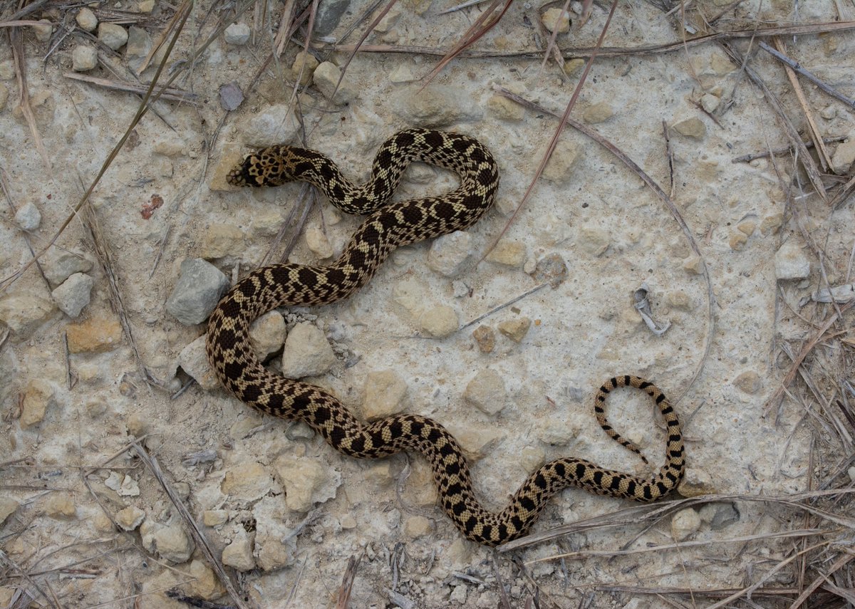 MrAndrewDuBois's tweet photo. Okay #SnakeTwitter who has Zappalorti, R. T., E. W. Johnson, and Z. Leszczynski. 1983. The ecology of the Northern Pine Snake (Pituophis melanoleucus melanoleucus) (Daudin) (Reptilia, Serpentes, Colubridae) in southern New Jersey with special notes on habitat and nesting behavior https://t.co/zi87kuDrlX