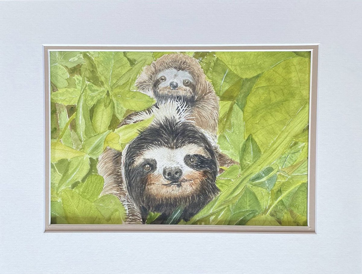 SlothCon's tweet photo. Make sure to #bid in our #auction if you would like the chance to have this wonderful painting of Luna & Sol on your wall! 🦥 #SlothLover #Sloths #SlothConservation
🌟https://t.co/mmZwKem1Xq🌟 https://t.co/vffpbb0dzu