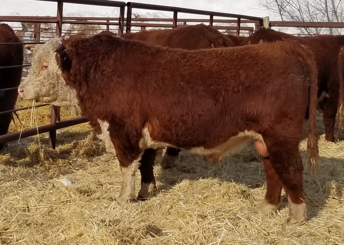 CAN_Hereford's tweet photo. It's just about sale time at the Carlrams Ranching 14th Annual Bull Sale. Join the great crowd onsite at the Ranch at Cut Knife by watching and bidding online @DirectLivestock .  The sale starts in  1 minute. #betteryourbeef #Hereford https://t.co/ceJermJRXC