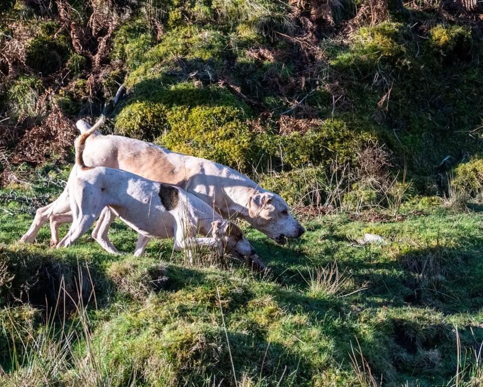 lurcherwork's tweet photo. #hounds #foxhounds #houndsports #scenthounds #workingdogs https://t.co/XeRW2rGWhQ