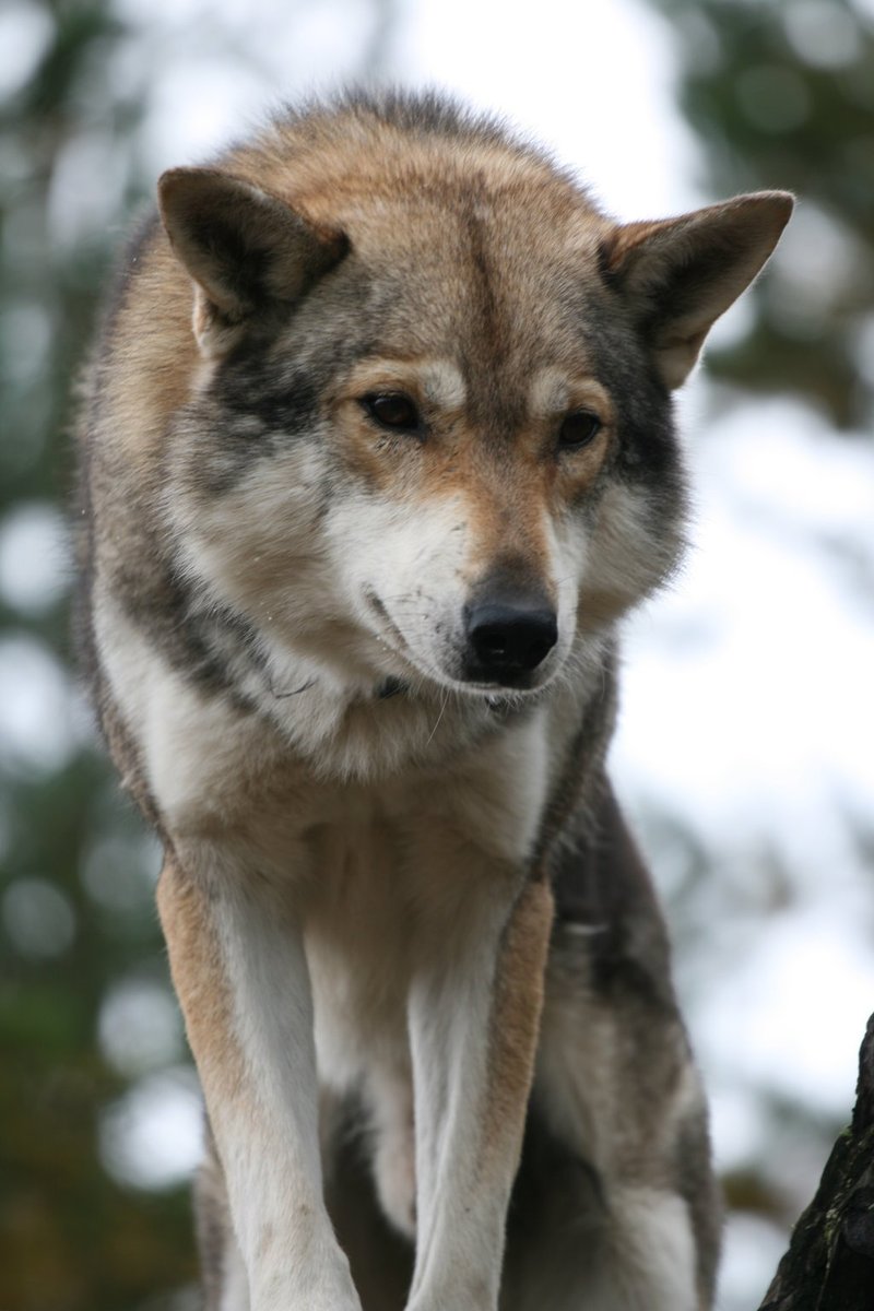 HourlyWolves presents: