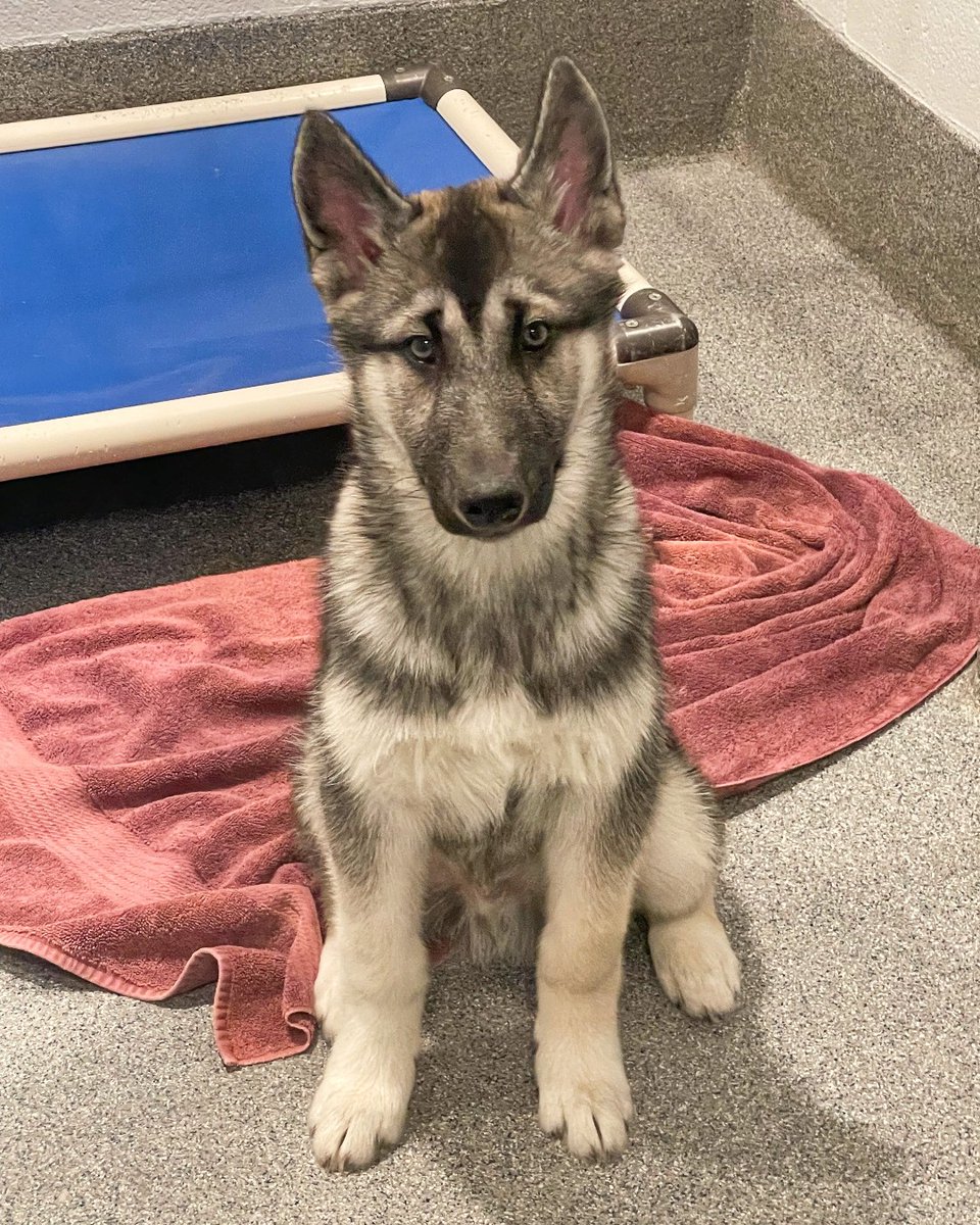 KitsapHumaneSoc's tweet photo. Calling all husky lovers! We've got a litter of husky puppies who are excited to be adopted. Meet Moe, Lenny, and Carl! These adorable pups are just 3 months old and would make excellent companions. Stop by and meet them today or visit https://t.co/WLryvX3PXu to learn more. https://t.co/B0en9H4shC