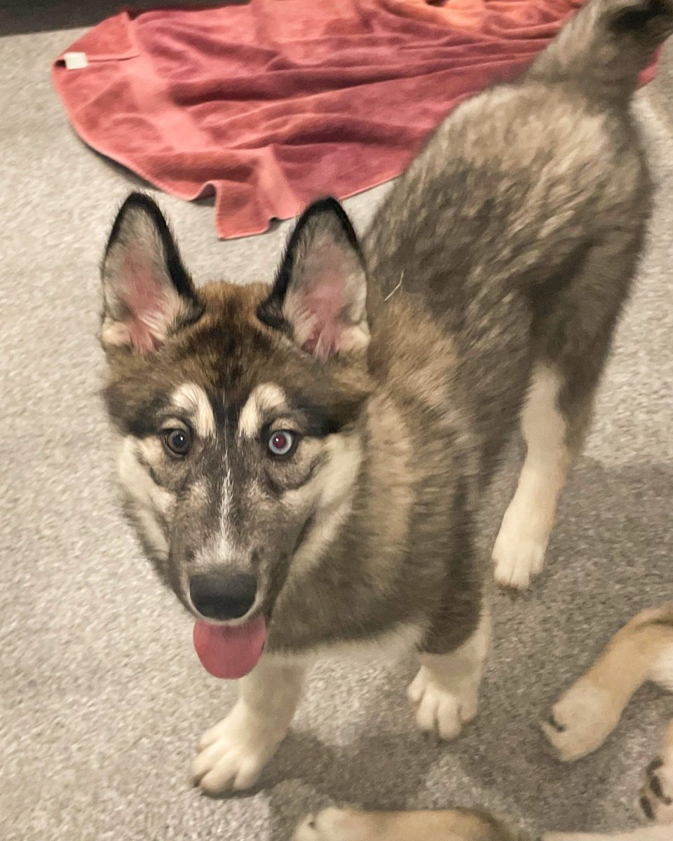 KitsapHumaneSoc's tweet photo. Calling all husky lovers! We've got a litter of husky puppies who are excited to be adopted. Meet Moe, Lenny, and Carl! These adorable pups are just 3 months old and would make excellent companions. Stop by and meet them today or visit https://t.co/WLryvX3PXu to learn more. https://t.co/B0en9H4shC