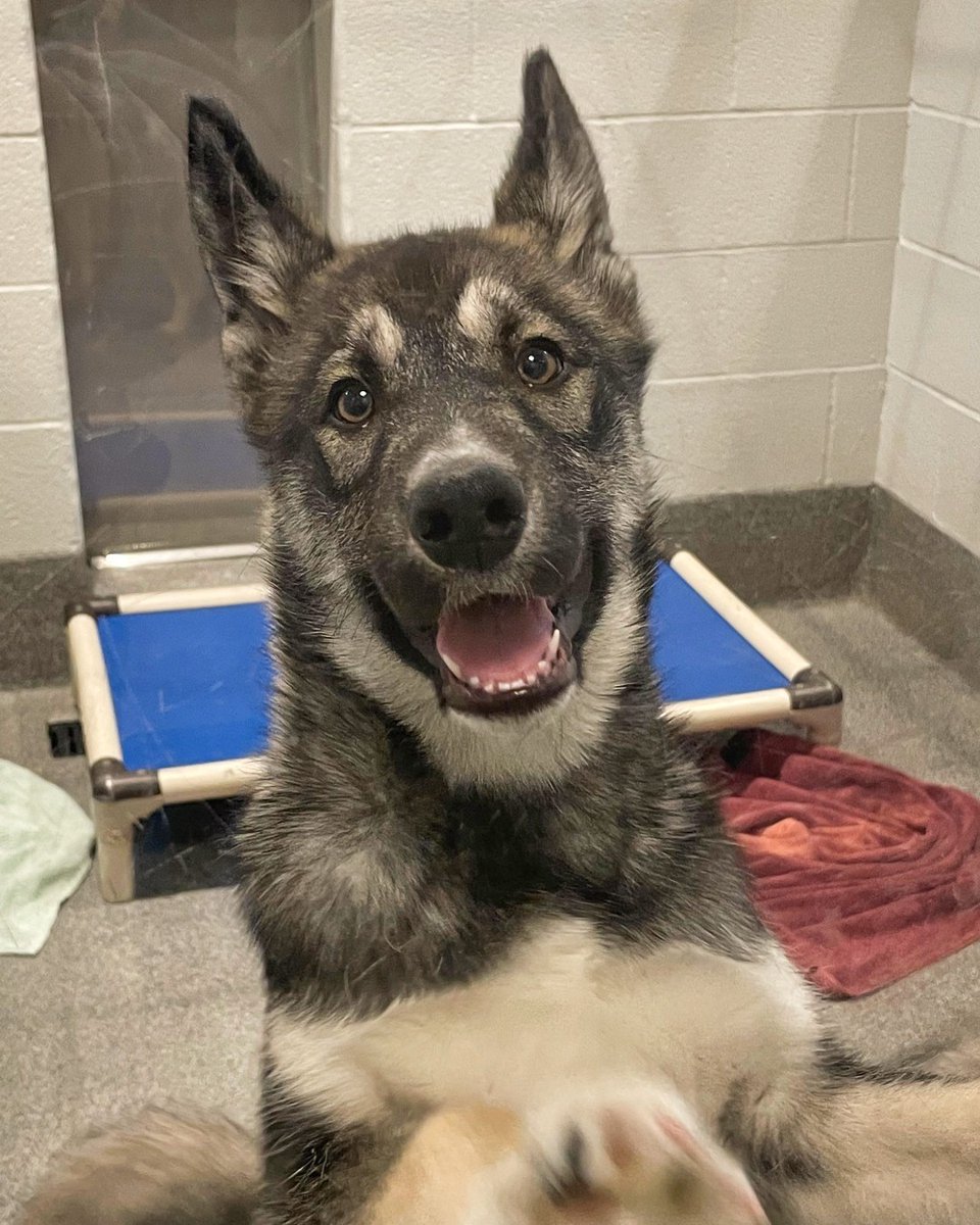KitsapHumaneSoc's tweet photo. Calling all husky lovers! We've got a litter of husky puppies who are excited to be adopted. Meet Moe, Lenny, and Carl! These adorable pups are just 3 months old and would make excellent companions. Stop by and meet them today or visit https://t.co/WLryvX3PXu to learn more. https://t.co/B0en9H4shC