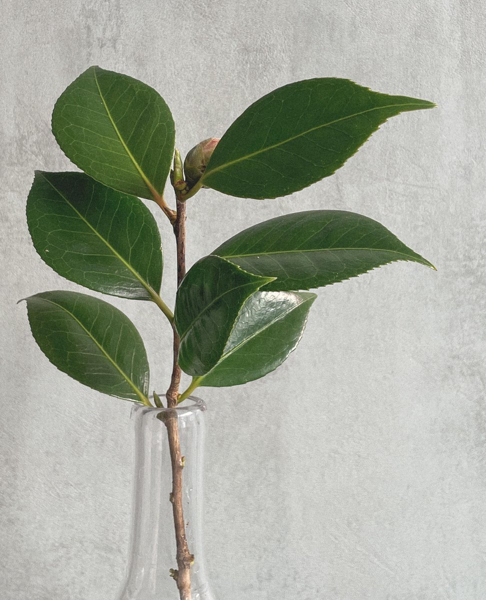 Banema Studio tweet media