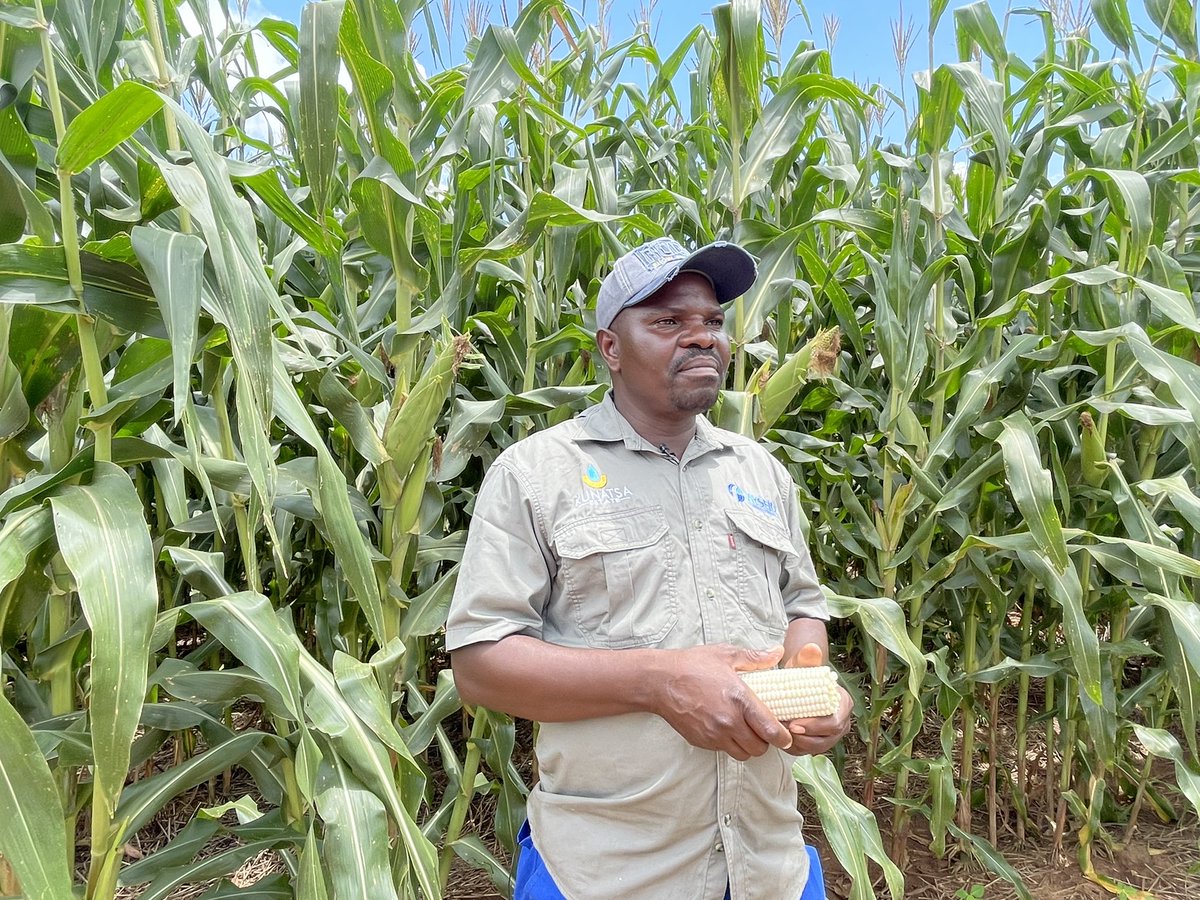 WendyMadzura's tweet photo. Kunatsa Estates, Matepatepa Bindura, Mash central crop update >250ha of SC 719 &amp; SC 727 established coupled with >300ha of SC SPIKE Soya beans. #ItStartsWithTheRightSeed🌽🌿 https://t.co/xNoXYFcyp8