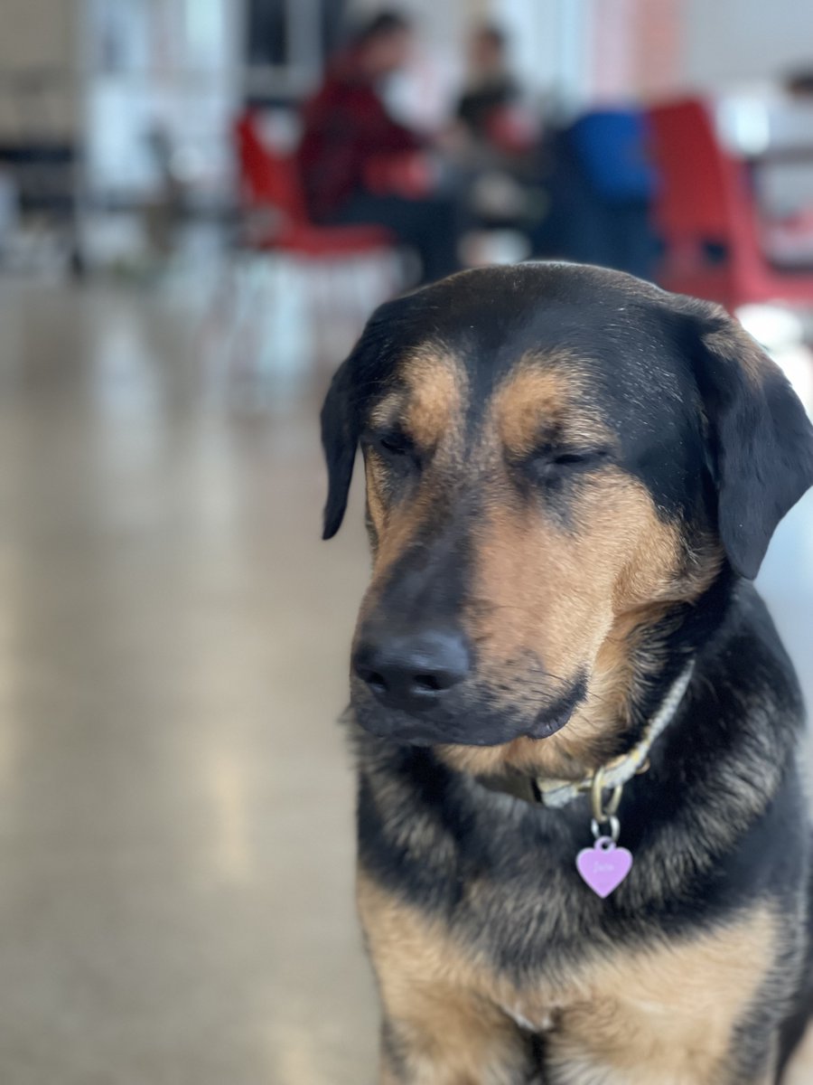 In this week's instalment of #WorkNicerPuppers you're introduced to Jojo. The newest four legged Work Nicer member. Swipe to see her reaction when she was told that daily photoshoots are a contractual obligation as a furry member.
.
.
#Coworking  #Community #OnlyAtWorkNicer