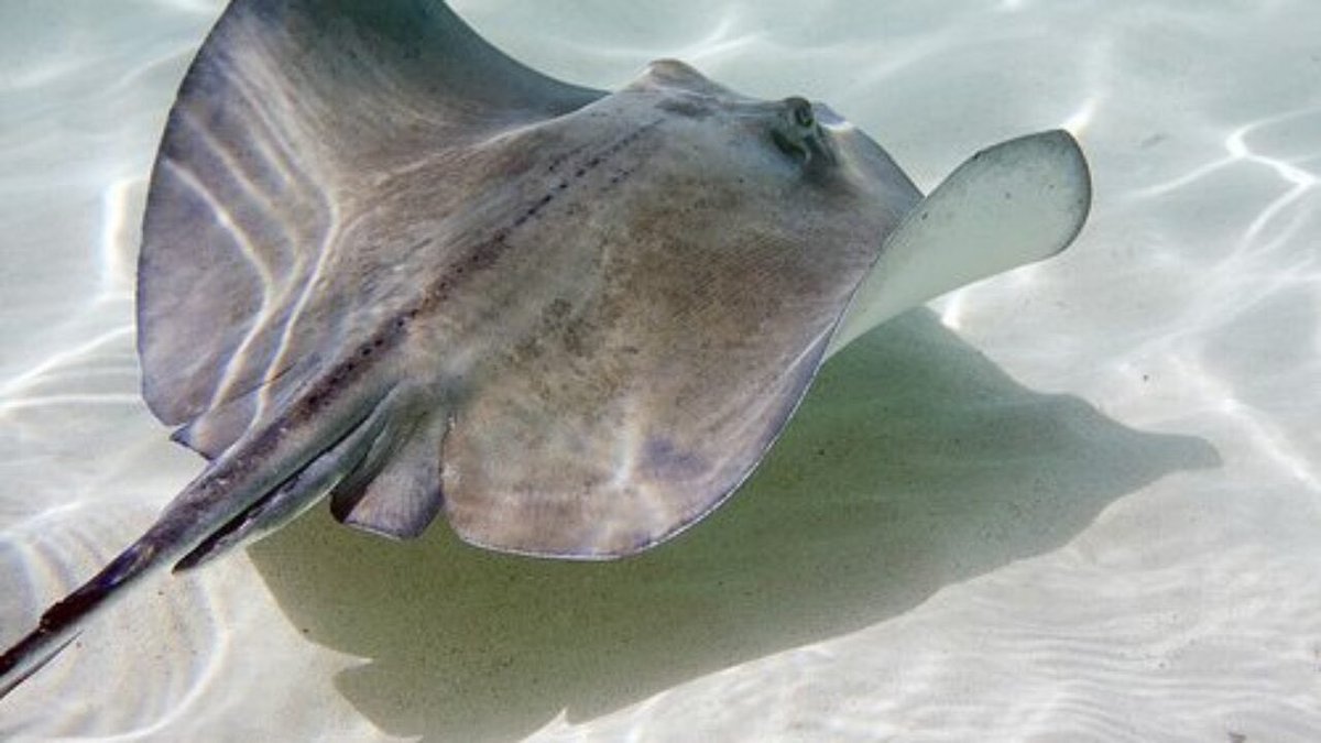 KevinBonde's tweet photo. Stingray flaps https://t.co/sv6783oBjK