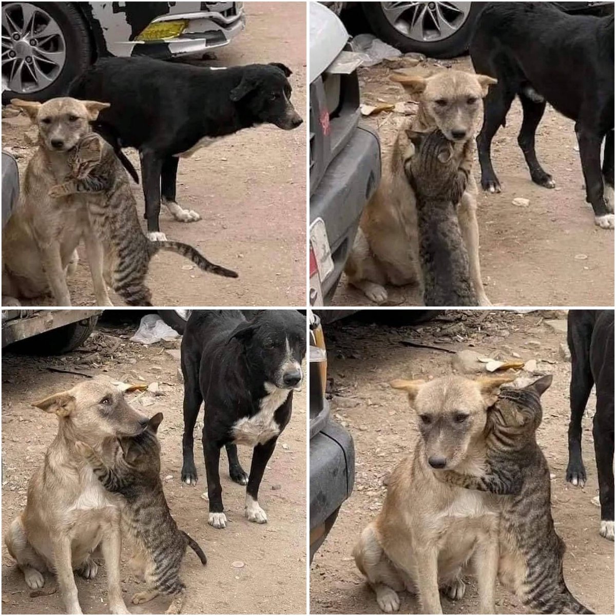 ActualidadN24C's tweet photo. #N24Carabobo #9Febrero #Viral El “abrazo” entre un perro y un gato rescatados tras #Terremoto en #Turquia #TurkeySyriaEarthquake Siria y Turquía HAARP
📸 @Emaa19981 https://t.co/4xSToxAmmH