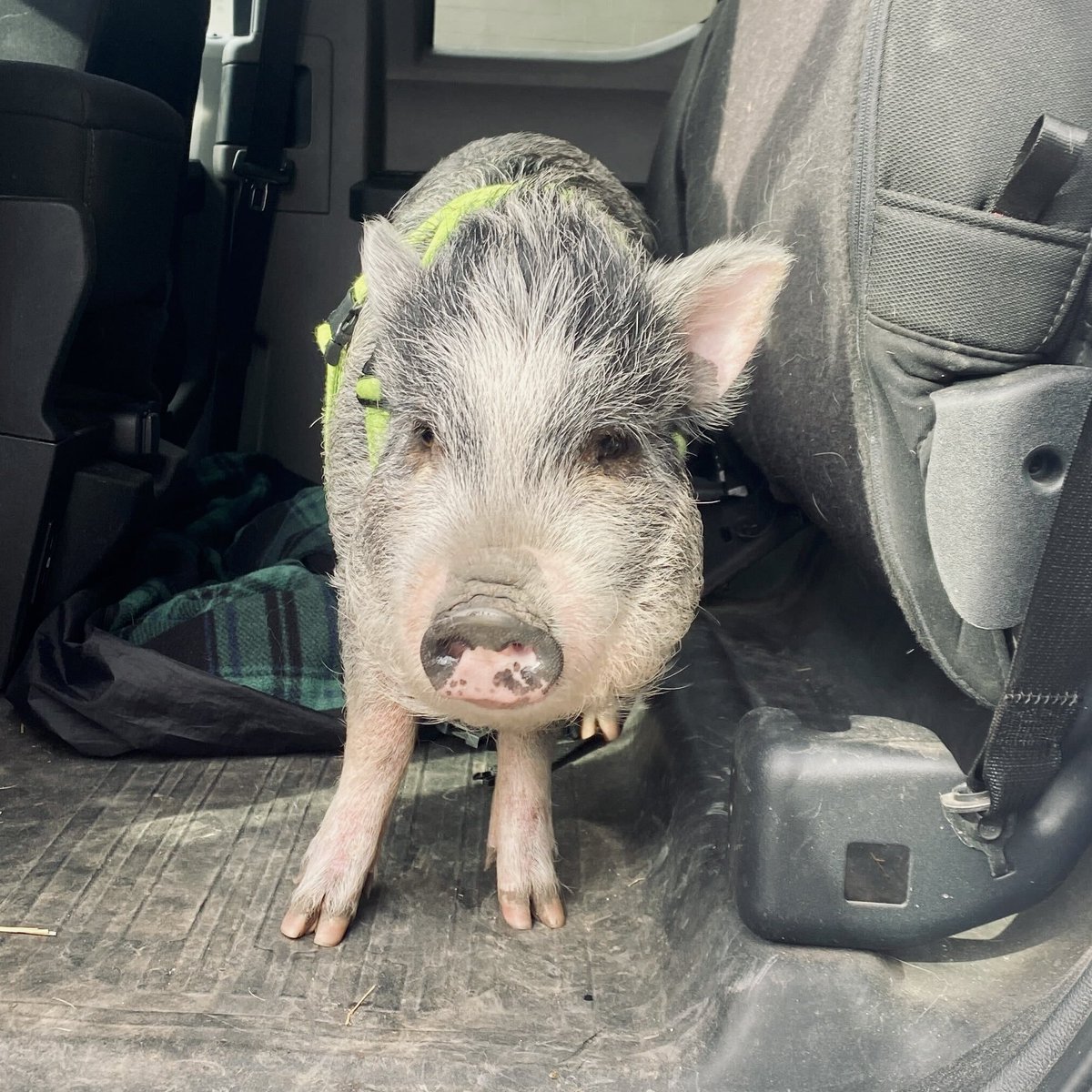 We hosted a very special guest at the Kanbe’s warehouse earlier this week. 

Meet Hansel, one of the many friends at the Farm To Able Animal Sanctuary &amp; Rescue who are fed by produce lovingly redirected from the Kanbe's warehouse to his trough by our team.

[🧵 1/4]