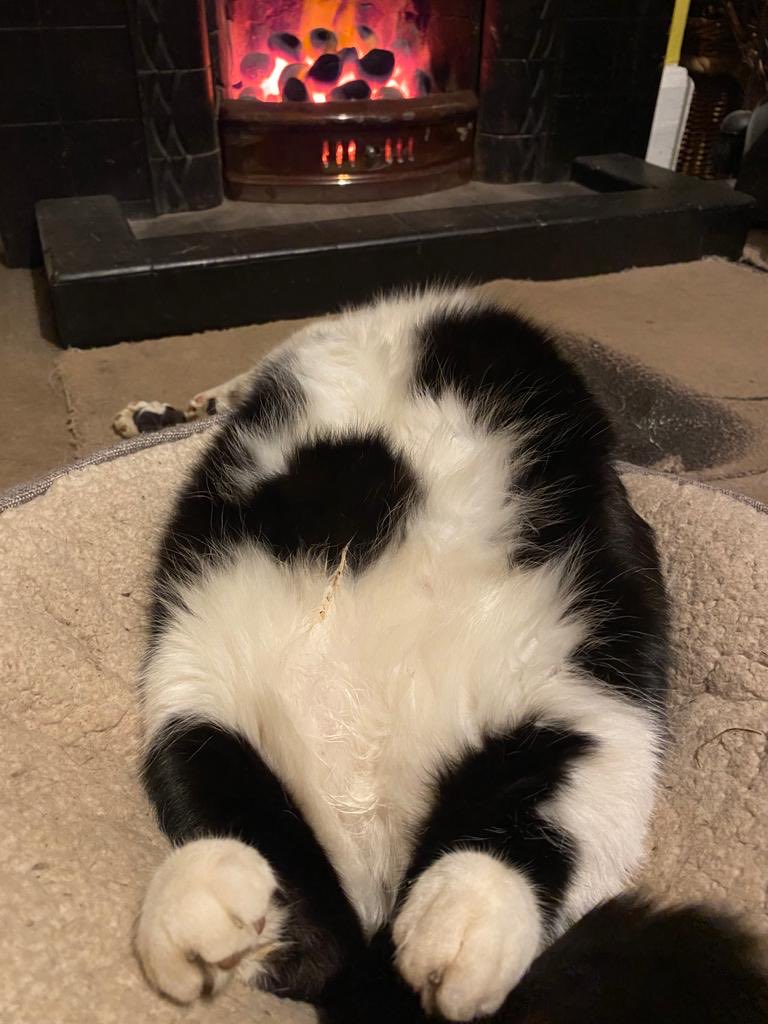 EdgarByrne75's tweet image. #LifeIsHard #Cats #WarmInWinter