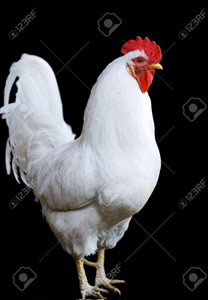 vietbwcvirgin's tweet photo. Show me your white cock thread or tribute me here ! Rt it!! Your viet rice cake needs to be satisfied and bleached 🤍🤍🤍🤍🤍🤍🤍🤍🤍🤍🤍🤍
#cocktribute #bwc #raceplay #wmaf #bleached #asianslut #cockthread #onlywhite #whiteboy #WhiteMale https://t.co/oEuxvImDRi