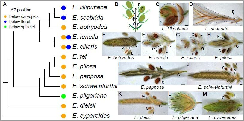 PlantPhys's tweet photo. Grain shattering by cell death and fracture in Eragrostis tef @Yunqing_Yu
@TheKelloggLab @hhu770 @CygnusPlantXray @ASPB #PlantSci https://t.co/H8mSJ41Jn4 https://t.co/oeITYjcIXR