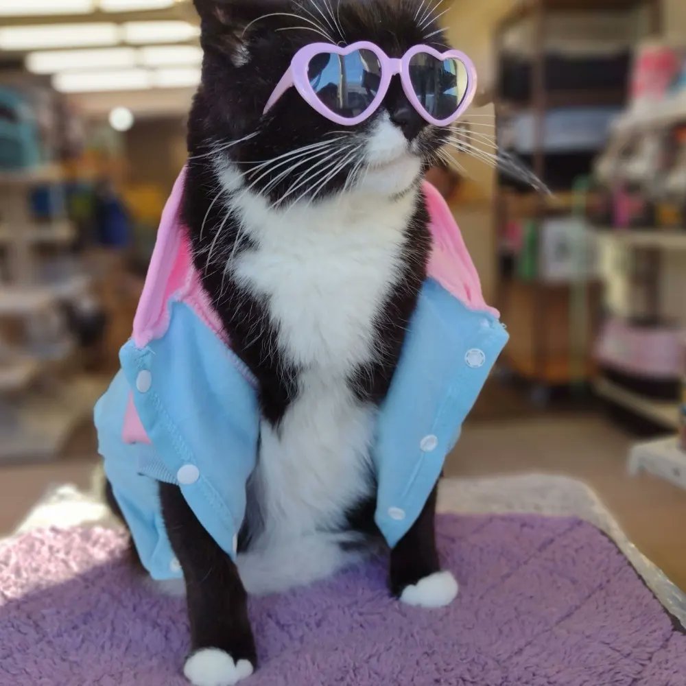 Store kitty Curious feline good about this sunny day in #Winnipeg #catstore #cat