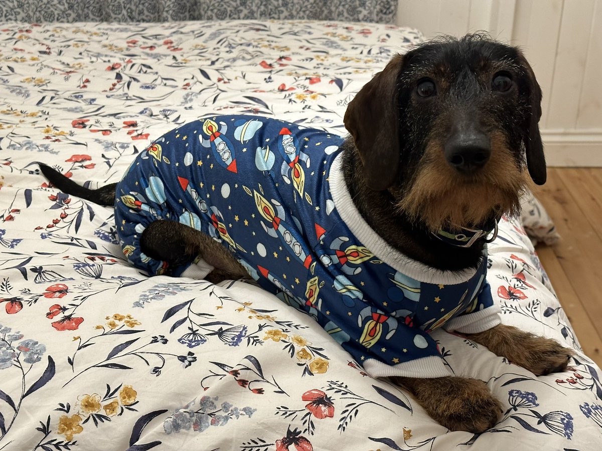 DachshundMaster's tweet photo. After a long day running on the beaches of Pembrokeshire I’m all tuckered out. However it’s also #dnd night. What do you think of my pjs? #spelljammer anyone? https://t.co/IBADSBYL82