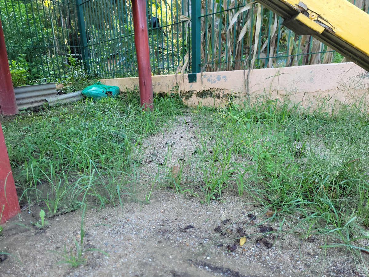 Giselle Machado tweet media