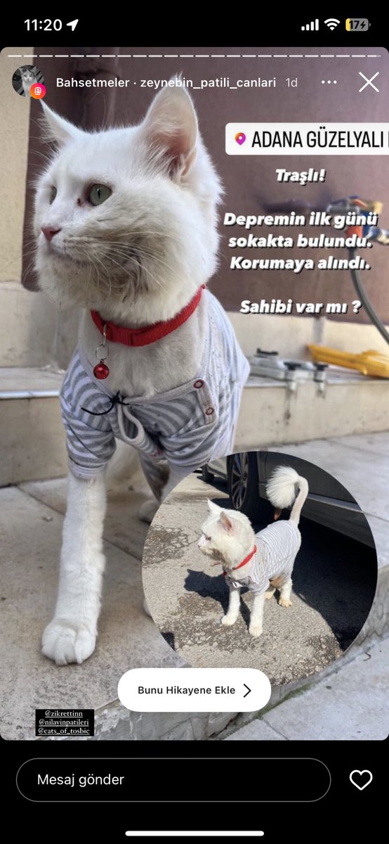 Zikrettinnn's tweet photo. Adanada bulunmuş sahibi aranıyor. Sahibi bulunmadıysa belki yuva arıyorlardır resmin üstünde ig hesabı var https://t.co/K9o1GC03DS
