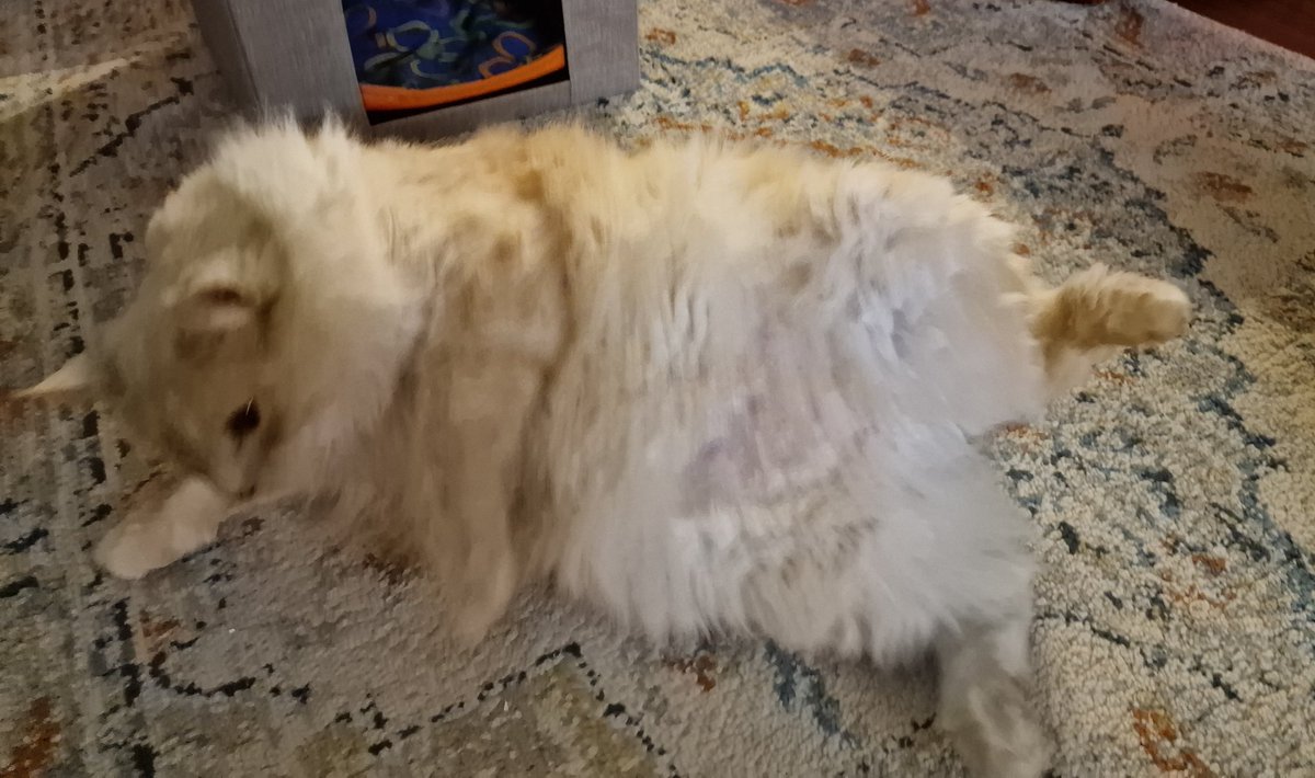 ⚠️🚨 Si è accorto del piattino di pappa lasciato da Desmo 🚨🚨🚨