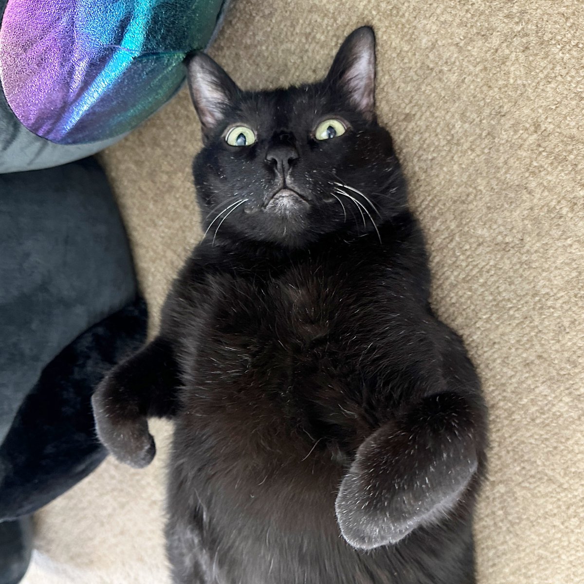 mannyblackcat's tweet photo. It’s Panther Thursday, so I am waiting for Meowmy to come honor the resident panther with belly rubs, belly kisses, and treats. 😺🖤🐈‍⬛

Hurry up, human! This purrfect belly isn’t going to rub itself! 😹😹😹

#cats #CatsOfTwitter https://t.co/9LIAq8iv7Y
