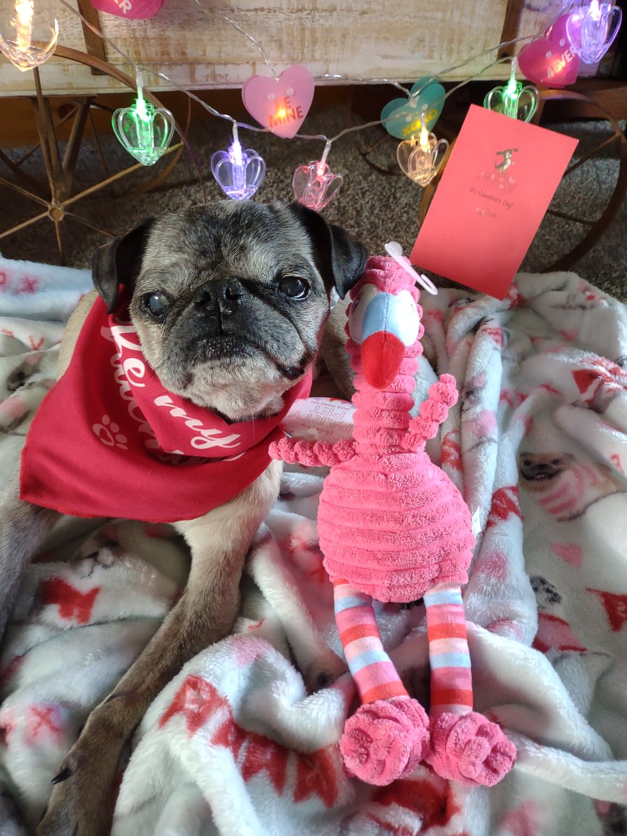 I think a beautiful Pug lady named Lala Gail @Donnapoe14 wants to be my Valentine🥰! She sent me the cutest little flamingo &amp; card❤️ for #ValentinesDay. THANK YOU my love❤️😘 #puglife  #puglove #pugsoftwitter #dogsoftwitter #love #LoveinTheAir #thursdayvibes