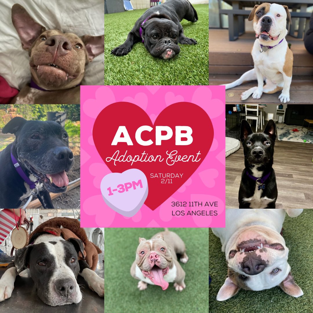 angelcitypits's tweet photo. Find your Valentine this Saturday 2/11  at our adoption event! 1-3 PM at 3612 11th Avenue LA, CA 90018. ❤️ https://t.co/daIGIix1FF