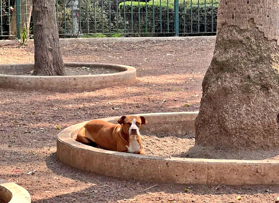 Mascotas Condesa & Roma 😺🐶🥰 tweet media