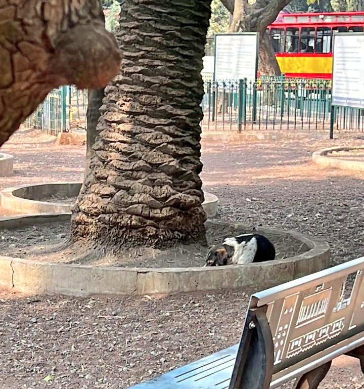 Mascotas Condesa & Roma 😺🐶🥰 tweet media