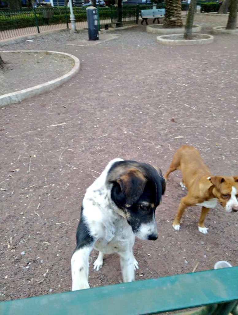 Mascotas Condesa & Roma 😺🐶🥰 tweet media