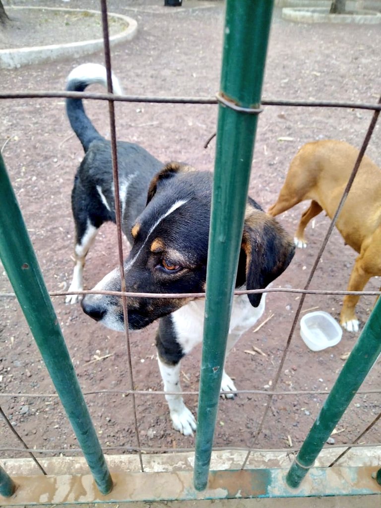 Mascotas Condesa & Roma 😺🐶🥰 tweet media
