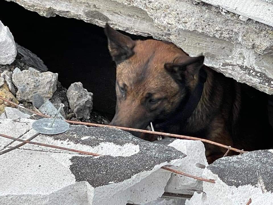 Nu definitief: Signi zoekhonden vertrekt zaterdag met 5 mensen en 5 zoekhonden naar Turkije om mensen onder het puin te lokaliseren na de aardbeving. 
Dank aan:
- Turkish Airlines
- Fluke warmtebeeldcamera
- Adventurestore Helmond 
- Dirk klimmaterialen
omroepbrabant.nl/nieuws/4227637…