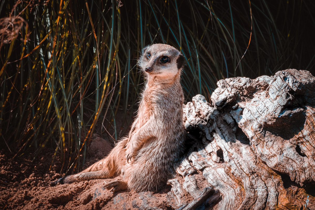 GM frens 🖖 

It ‘meer-ly’ the weekend, here is a meerkat for your pleasure. Look how cute he is, who doesn’t like meerkats!!!