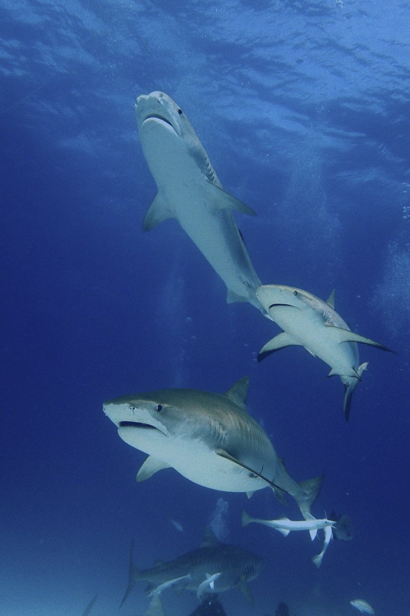 Festival de 🦈 tigres 🦈 en Fish Tales, Tiger Beach.
🔝🔝🔝
#ilovediving 🤿
#ilovesharks 🦈
#sharkdefender 
#aleteandoelmundo 🧜🏼‍♀️
#deviaje 🇧🇸
#savetheocean 🌊
#savetheplanet 🌎