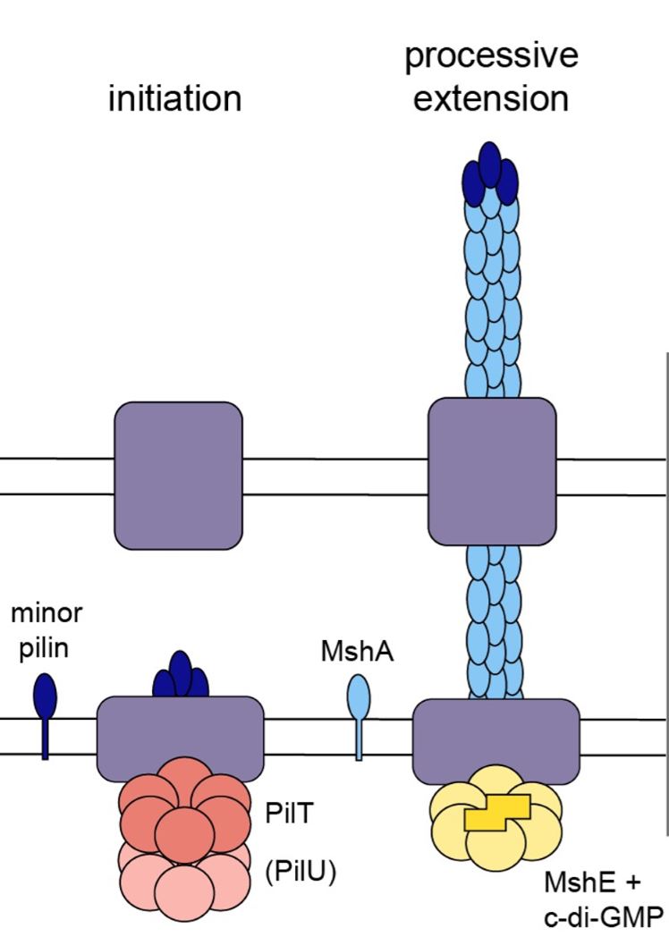 katyq42's tweet photo. My 2nd paper is out! We found that PilT primes the extension complex in MSHA pili. Yes- this retraction motor is required for extension!
We started out intrigued by an unusual control strain and ended up revealing interesting facets of pilus regulation.
https://t.co/q4DwrlMLPb https://t.co/DRcVpKqZhf
