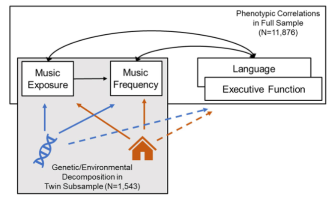 Our new paper in Behavior Genetics, led by @dan_gustavson, highlights the strong role of shared environmental influences on musical experiences, language, and executive function, during a formative time in development (adolescence). #ABCDstudy link.springer.com/article/10.100…