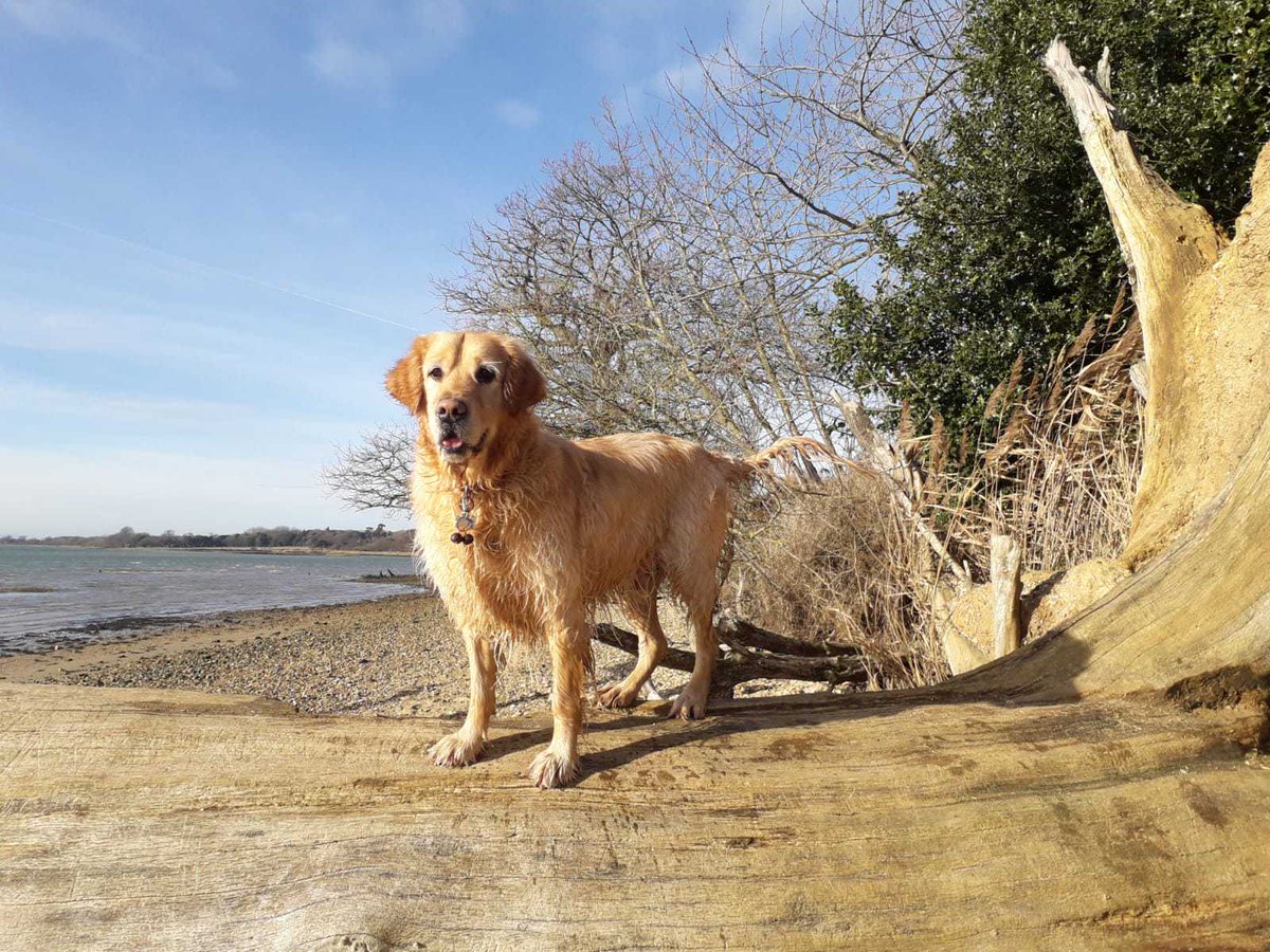 I got called a hero 🦸- I found an older lady that had fallen and hurt her ankle- I barked and barked and my personal trainer helped her - we are setting up a falling Nanas rescue squad- I have a whiskey cask and Kendal Mint Cake - all set #goldenretrievers