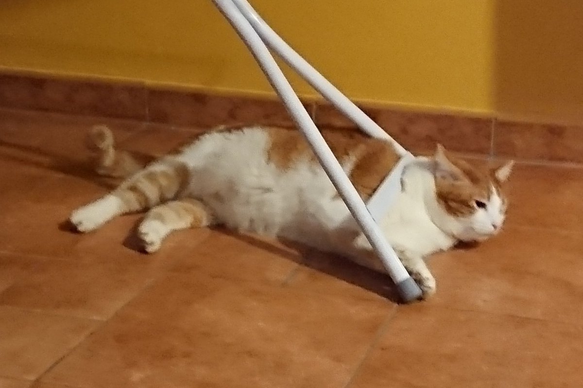 Ma posso avé un gatto scemo così io, che amarezza