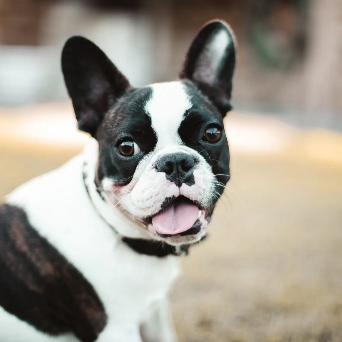 melmodco's tweet image. Along with routine pet dentistry, giving your pet regular dental treats is a great way to upkeep their oral health. Fresher puppy breath is also a nice plus! 👅