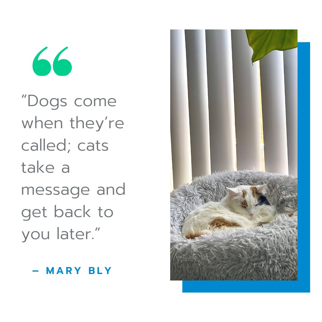 “Dogs come when they’re called; cats take a message and get back to you later.” 🐱  

Cats just can't be bothered with us 💁‍♀️ peasants 

#CatMom #DogMom #PetQuotes #DogQuotes #CatQuotes #PetHealthExpo