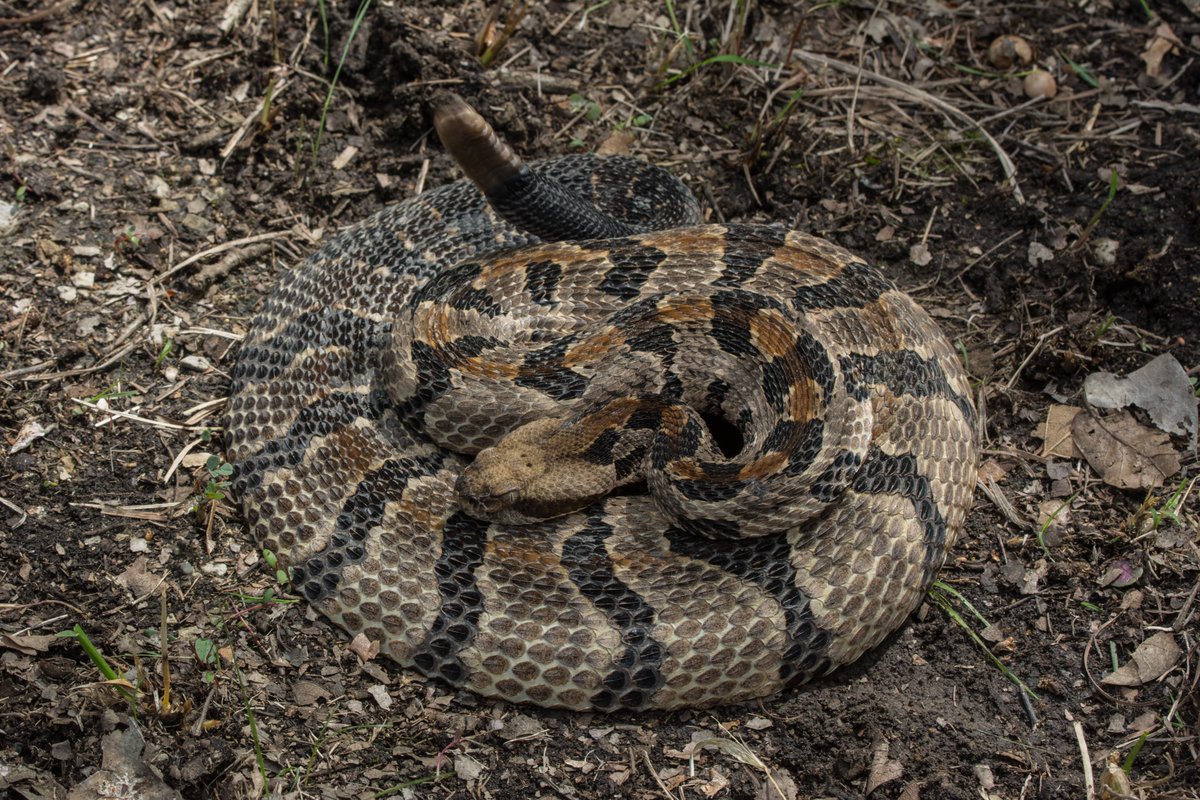 MrAndrewDuBois's tweet photo. Another one. #SnakeTwitter, does anybody have a copy of Galligan, J. H., and W. A. Dunson. 1979. Biology and status of Timber Rattlesnake (Crotalus horridus) populations in Pennsylvania. Biological Conservation 15:13โ 58? Slide into these DMs. https://t.co/ri69Fe5fhx