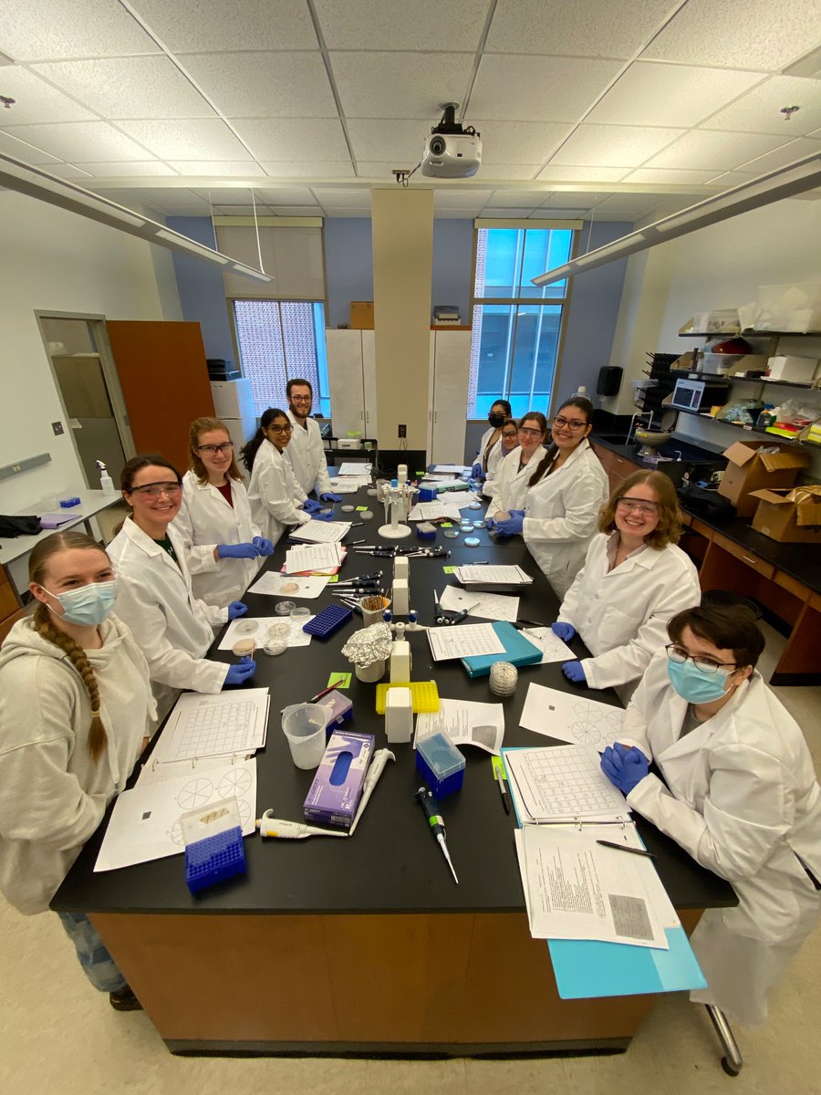 The next generation of yeast buds in training! Marker testing for before the big screen! #yeast #undergraduateresearch