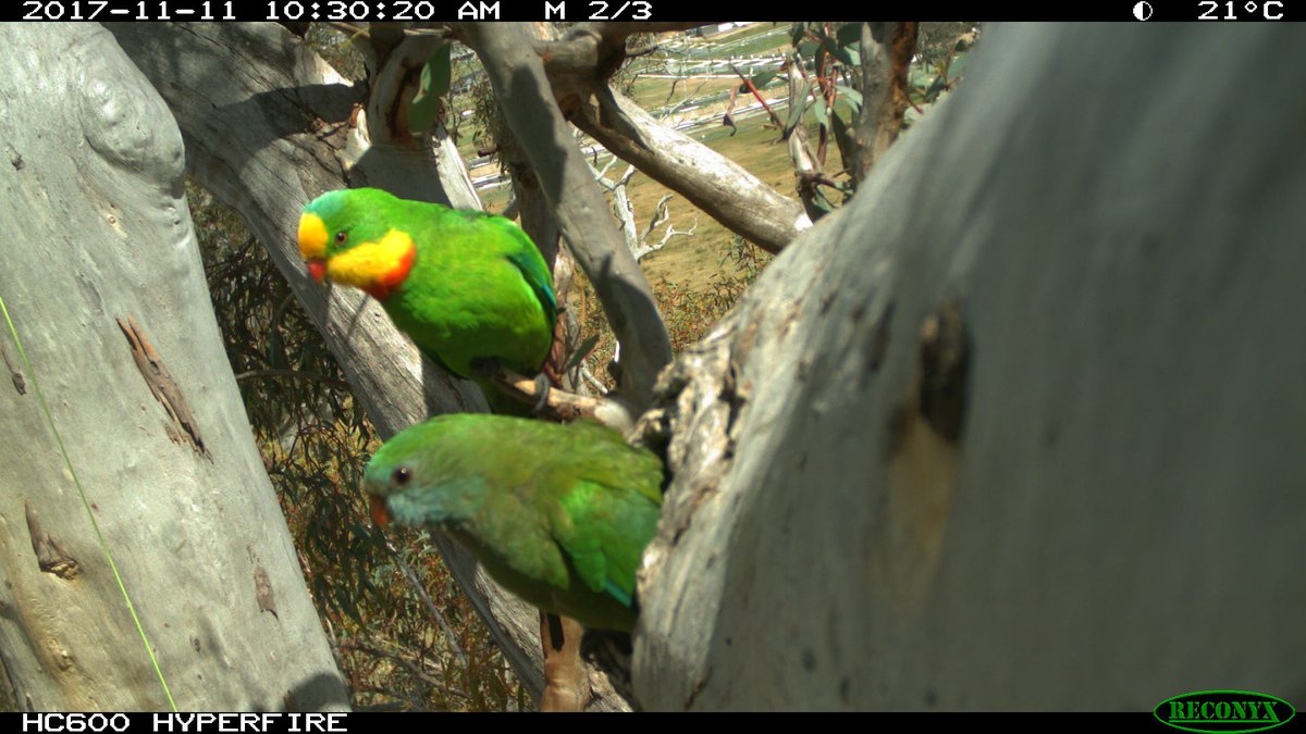 teamswiftparrot's tweet image. 🚨 New Research🚨
there's a housing crisis for superb parrots in Canberra &amp;amp; now it's affecting their demography.

media release here:
reporter.anu.edu.au/all-stories/ca…

Here's a thread (1/14) about our findings 🧵👇