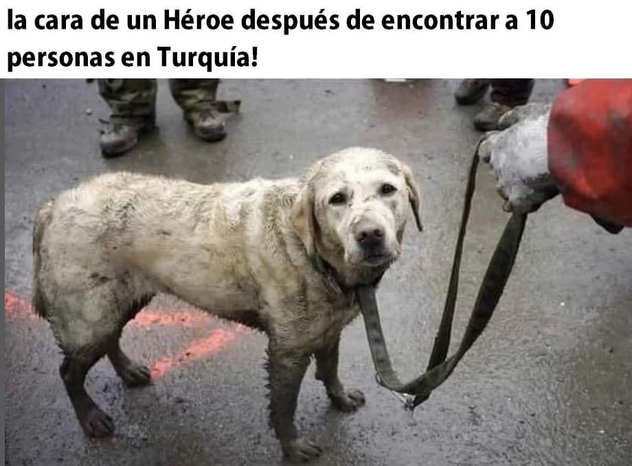 Adopta una mascota (@mascotamx) on Twitter photo 