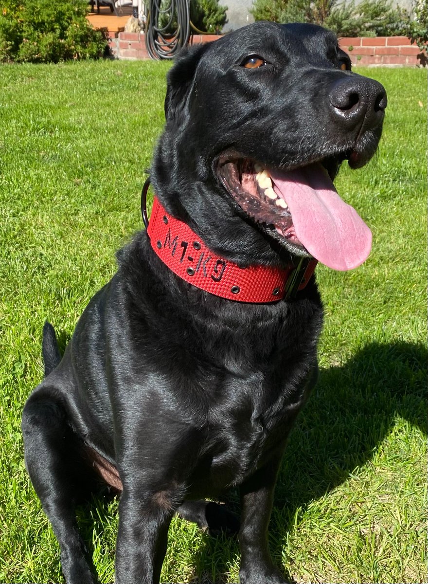 Snydogs's tweet photo. Thrilled about my new gear!!  Thanks @M1K9DogCollars @CollarsM1 https://t.co/J7CqF2aviI