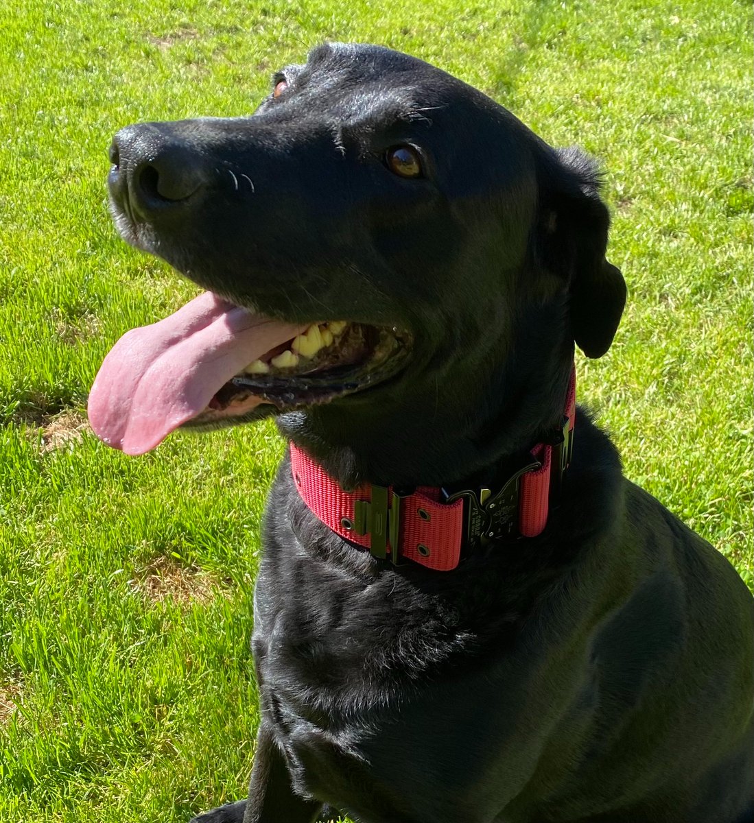 Snydogs's tweet photo. Thrilled about my new gear!!  Thanks @M1K9DogCollars @CollarsM1 https://t.co/J7CqF2aviI
