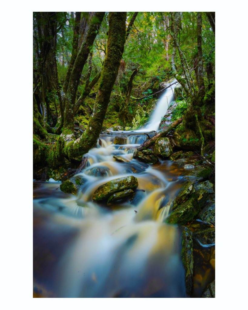 The beautiful Tasmanian rainforest never fails to impress…