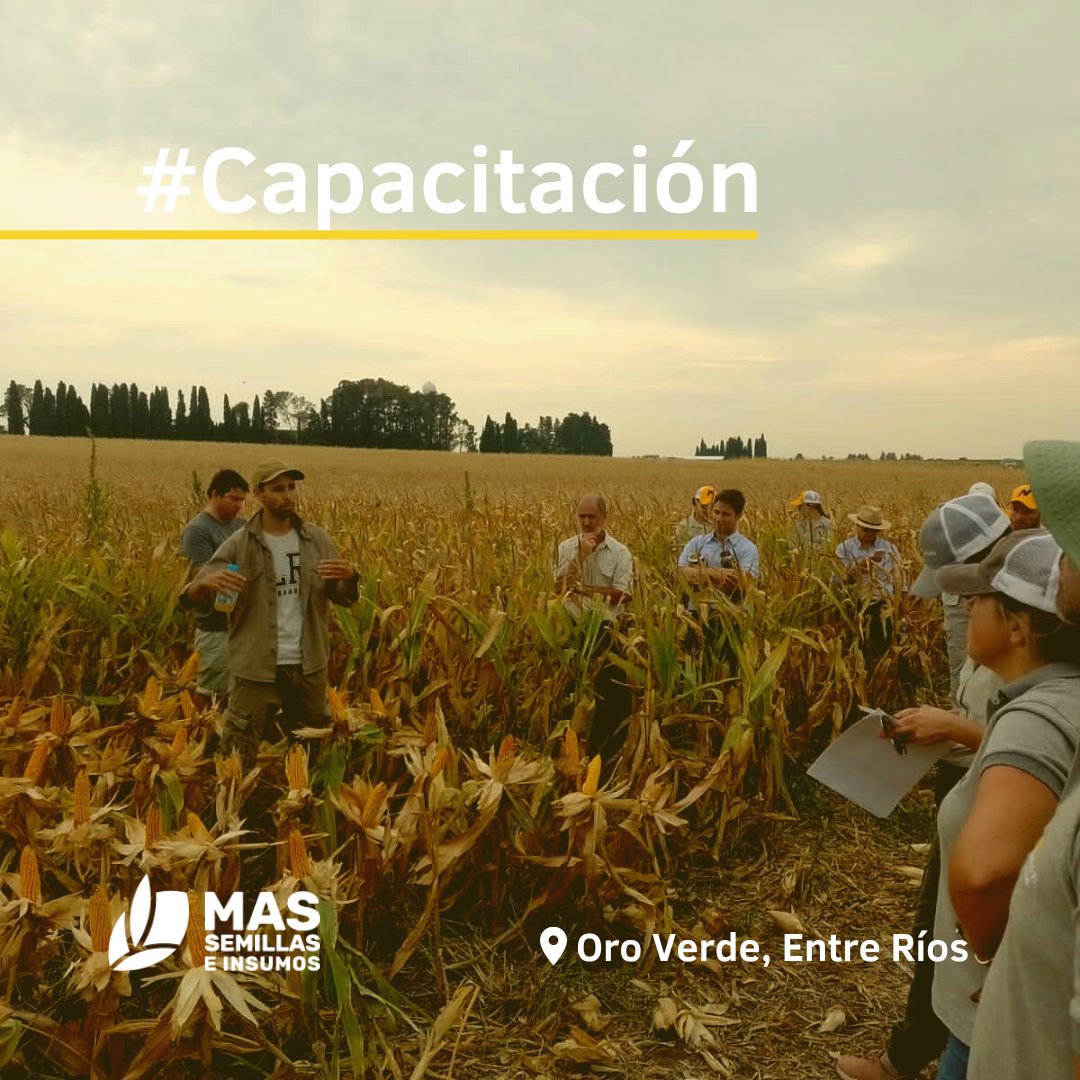 massemillasein1's tweet photo. ✅Hoy participamos del centro de entrenamiento realizado por @NideraSemillas
📍en Oro Verde Entre Ríos en la Estación Experimental del INTA PARANA
Donde nos capacitamos sobre nuestros productos y servicios para brindarles a nuestros clientes! 🌽🌱
#massemillas #nidera https://t.co/JlnLoBAWNY
