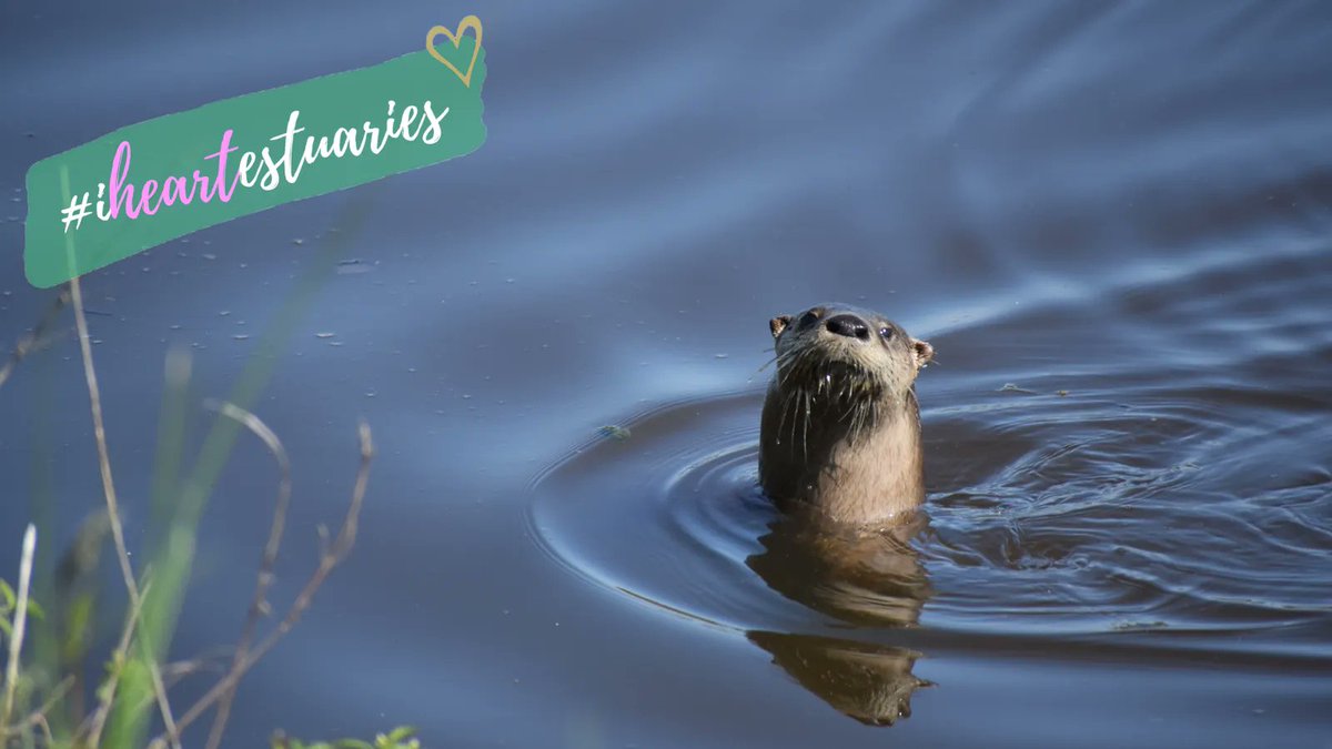 Pssst… You heard about #iHeartEstuaries?...You haven’t?? Well you otter check out the link below & join us TOMORROW! Trust me, you won’t want to miss it! @Estuaries4Life @SFEstuary