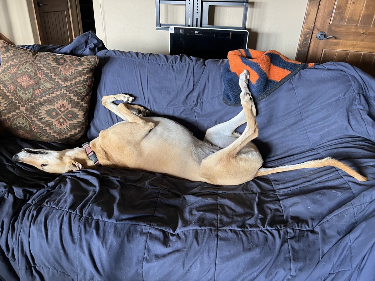 LeadvilleGreyts's tweet photo. Senna Red the #greyhound doing a streamlined #FlapsOut https://t.co/qeCT2LsXth